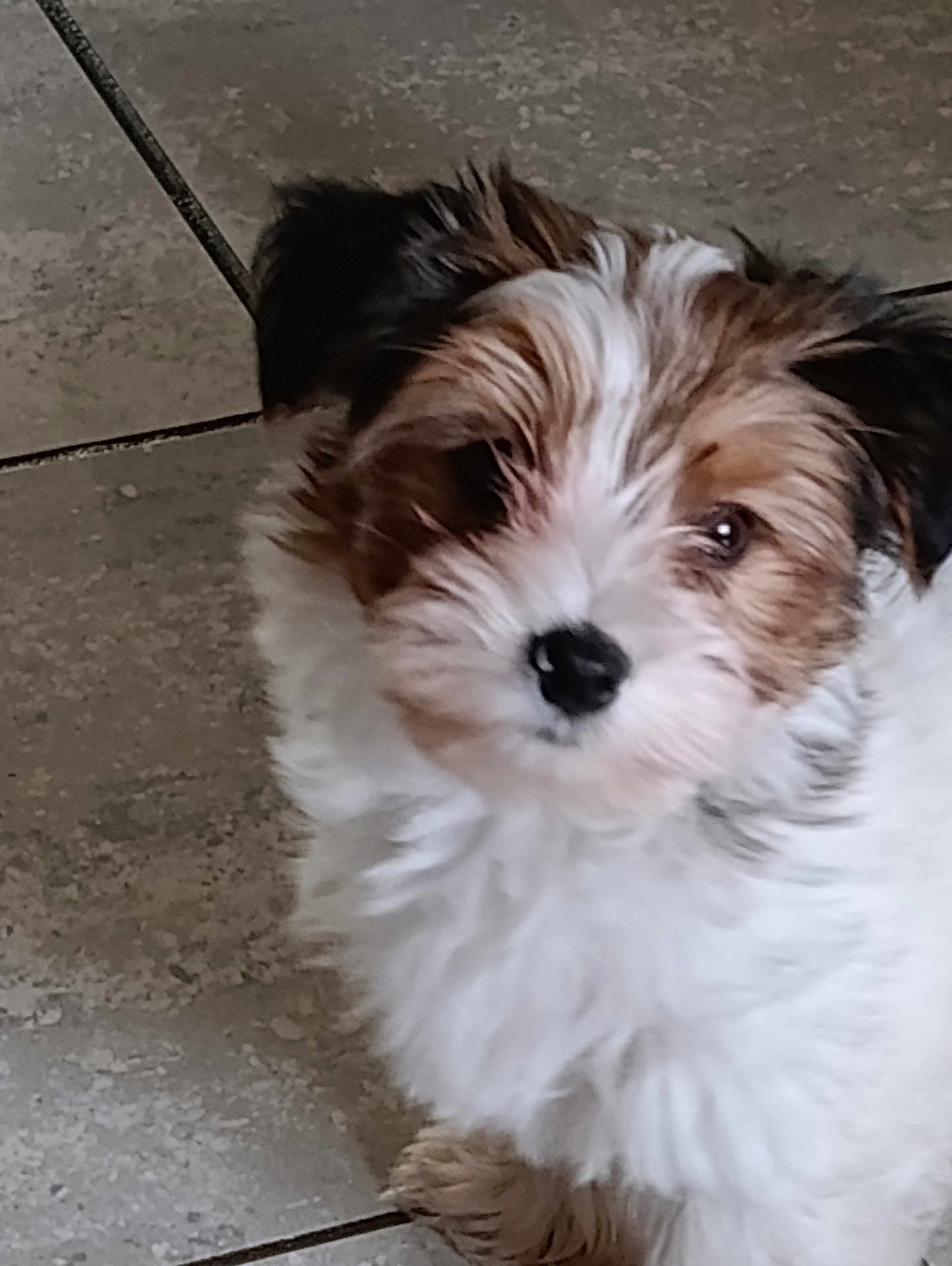 Athos a rejoint le concours — aidez-le/la à gagner de superbes lots ! puppy, dog, small_dog, fluffy, white_fur, brown_fur, black_nose, tile_floor, indoor, pet, closeup, portrait, cute, head_tilt, fur, paw, domestic_animal, staring, young, whiskers