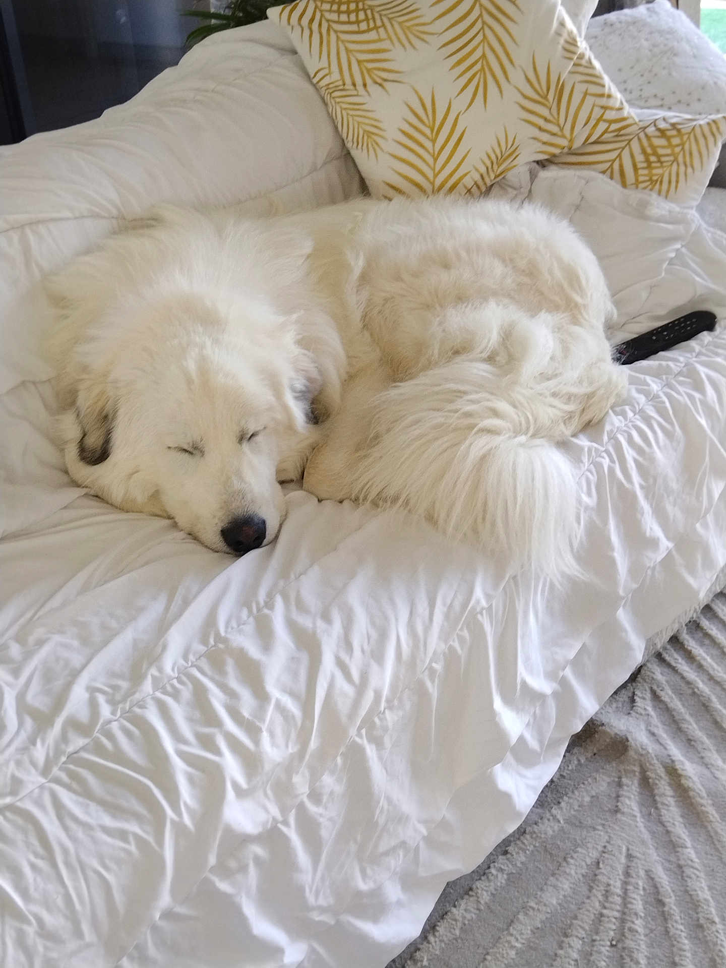 Bilou a rejoint le concours — aidez-le/la à gagner de superbes lots ! dog, sleeping, white, fluffy, comforter, couch, pillow, indoor, cozy, resting, pet, fur, home, relaxed, animal, canine, living_room, blanket, curled_up, soft
