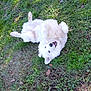 dog, white_dog, grass, outdoor, playful, happy, pet, animal, fur, nature, canine, smiling, lying_down, greenery, summer, sunlight, cute, friendly, relaxed, fluffy