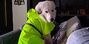 Bilou a rejoint le concours — aidez-le/la à gagner de superbes lots ! dog, white_dog, raincoat, neon_yellow, couch, blanket, pillow, indoor, home, pet, fur, tail, looking_back, cozy, living_room, furniture, domestic, animal, canine, casual