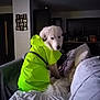 dog, white_dog, raincoat, neon_yellow, couch, blanket, pillow, indoor, home, pet, fur, tail, looking_back, cozy, living_room, furniture, domestic, animal, canine, casual