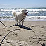 Bilou participe au concours pour gagner de l'argent avec cette photo : dog, beach, sand, ocean, waves, sky, sunlight, leash, white_dog, pet, outdoor, canine, water, nature, summer, vacation, animal, playful, happy, daytime