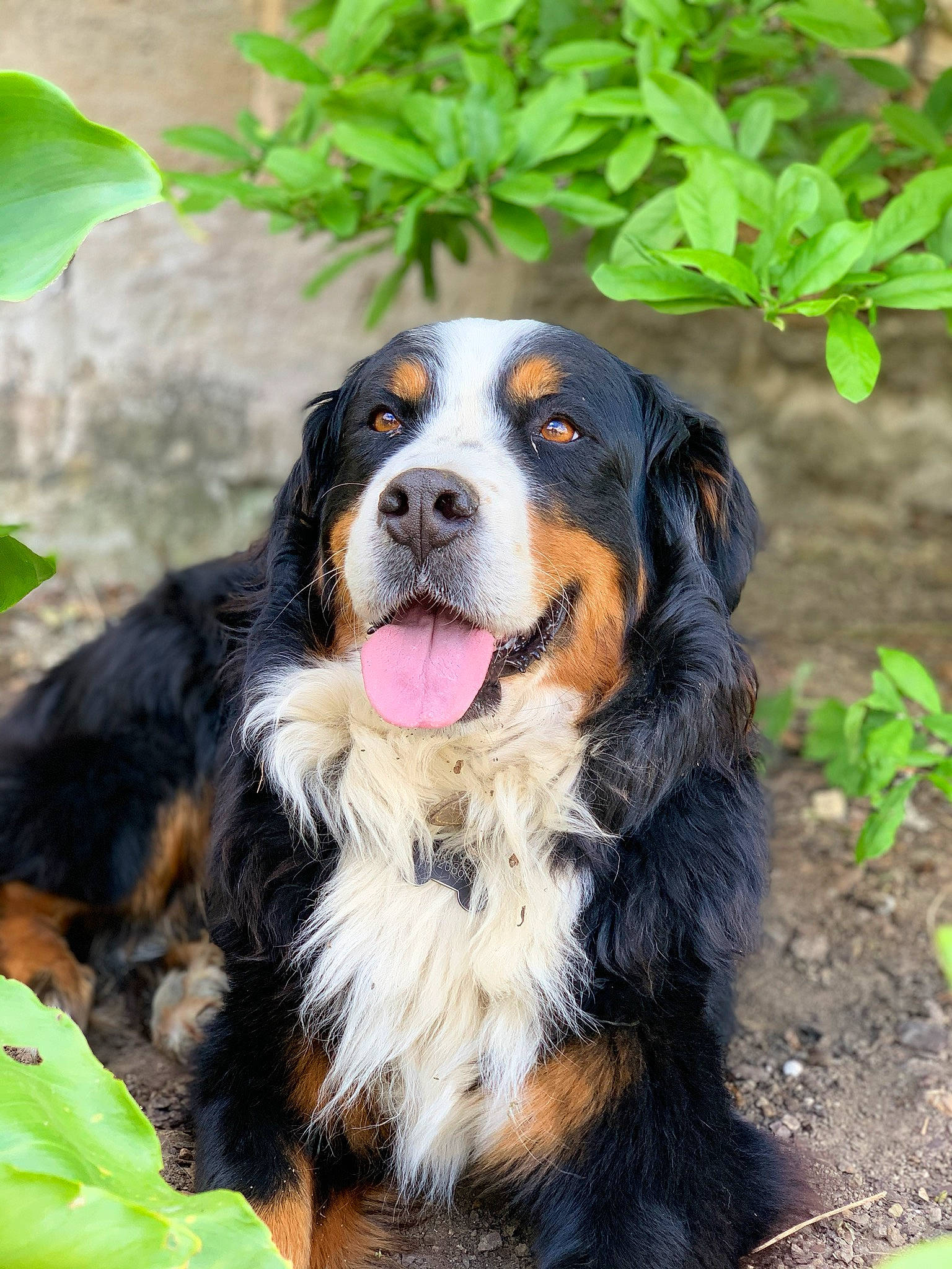 Inouk a rejoint le concours — aidez-le/la à gagner de superbes lots ! appenzeller_sennenhund, bernese_mountain_dog, canidae, carnivore, companion_dog, dog, dog_breed, english_shepherd, entlebucher_mountain_dog, giant_dog_breed, greater_swiss_mountain_dog, mammal, snout, sporting_group, vertebrate, working_dog