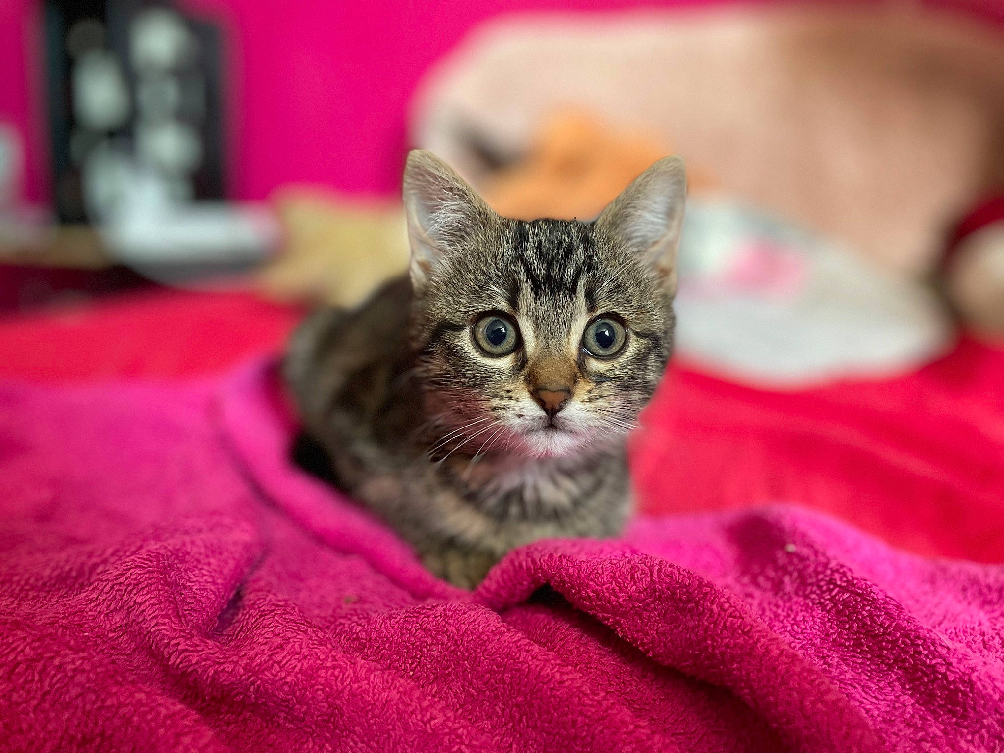 Sushi a rejoint le concours — aidez-le/la à gagner de superbes lots ! carnivore, cat, cat_supply, claw, comfort, domestic_short_haired_cat, felidae, fur, magenta, paw, small_to_medium_sized_cats, snout, terrestrial_animal, tree, whiskers, wildlife