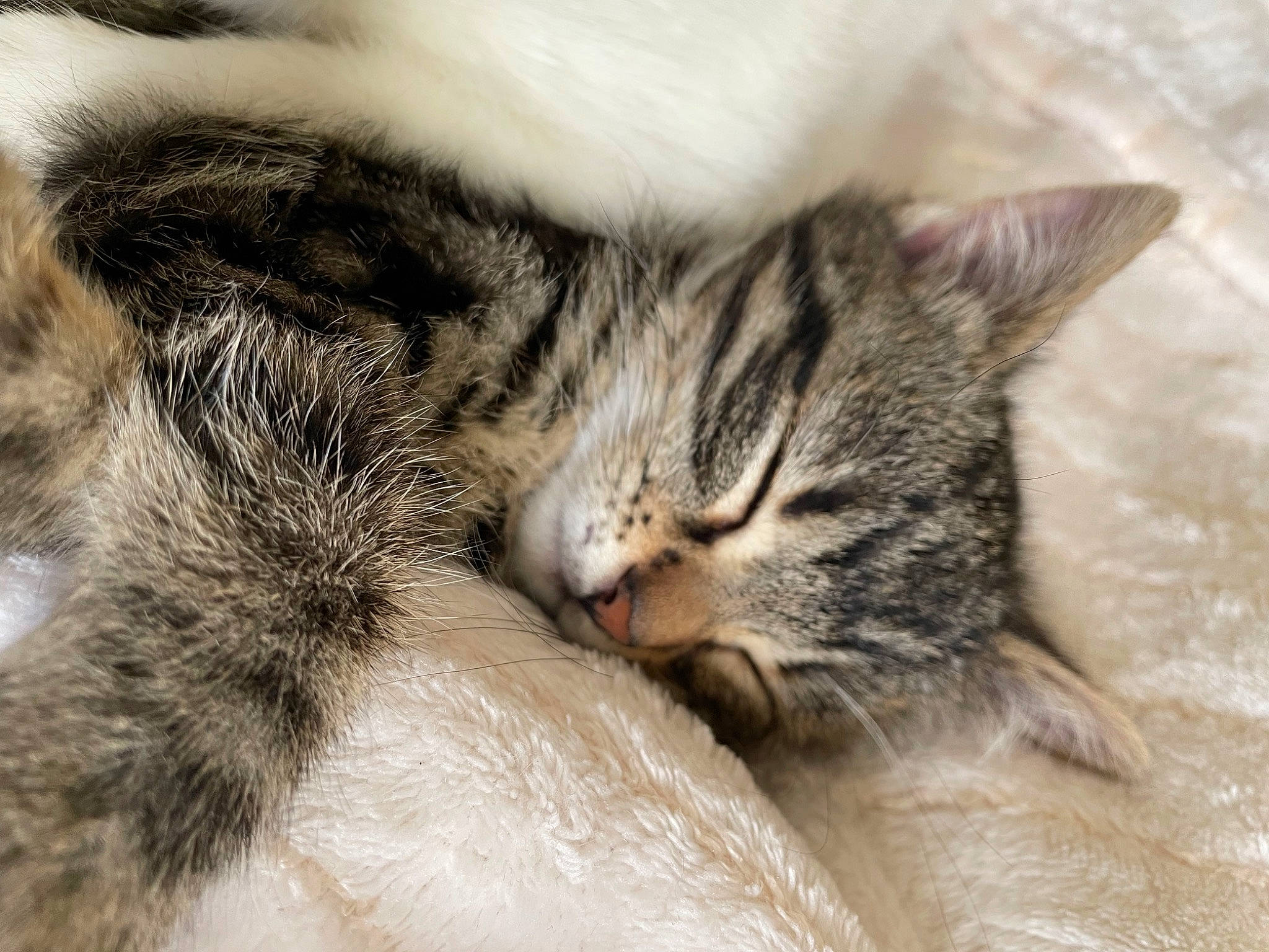 Sushi participe au concours pour gagner de l'argent avec cette photo : carnivore, cat, claw, comfort, domestic_short_haired_cat, felidae, fur, mammal, nap, paw, sleep, small_to_medium_sized_cats, snout, tail, vertebrate, whiskers, wildlife