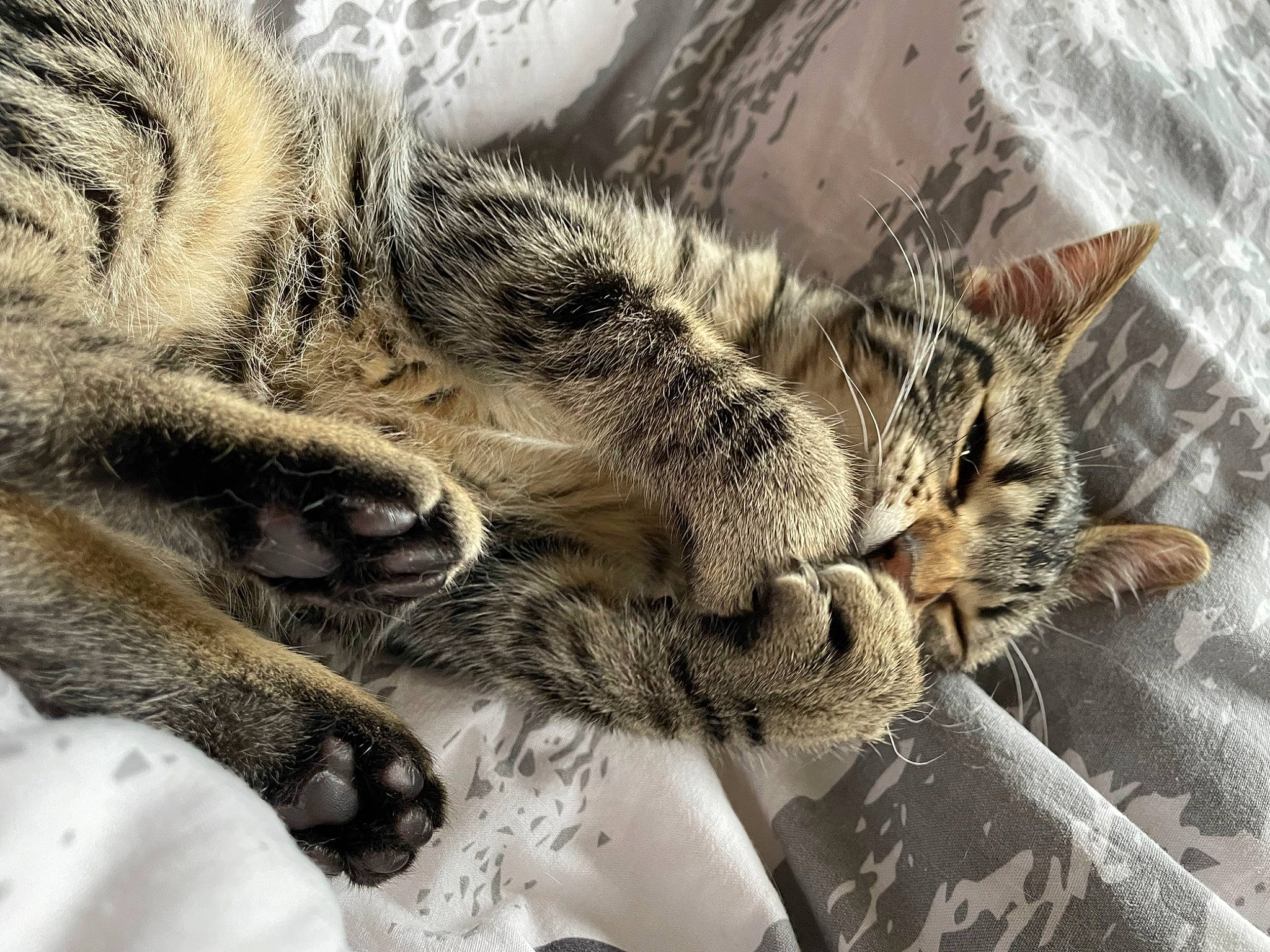 Sushi participe au concours pour gagner de l'argent avec cette photo : carnivore, cat, claw, close_up, comfort, domestic_short_haired_cat, felidae, fur, grey, nap, pattern, paw, sleep, small_to_medium_sized_cats, tail, terrestrial_animal, tree, whiskers