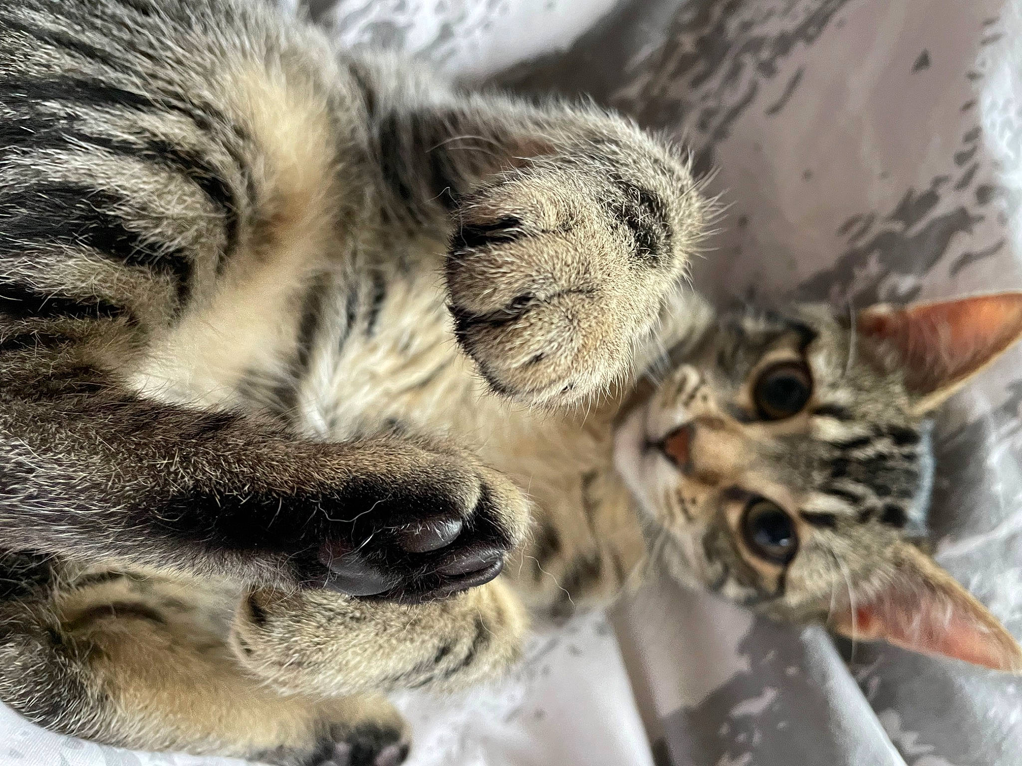 Sushi a rejoint le concours — aidez-le/la à gagner de superbes lots ! big_cats, carnivore, cat, claw, close_up, domestic_short_haired_cat, eye, fawn, felidae, fur, nose, organism, pattern, paw, small_to_medium_sized_cats, snout, tail, terrestrial_animal, whiskers, wildlife