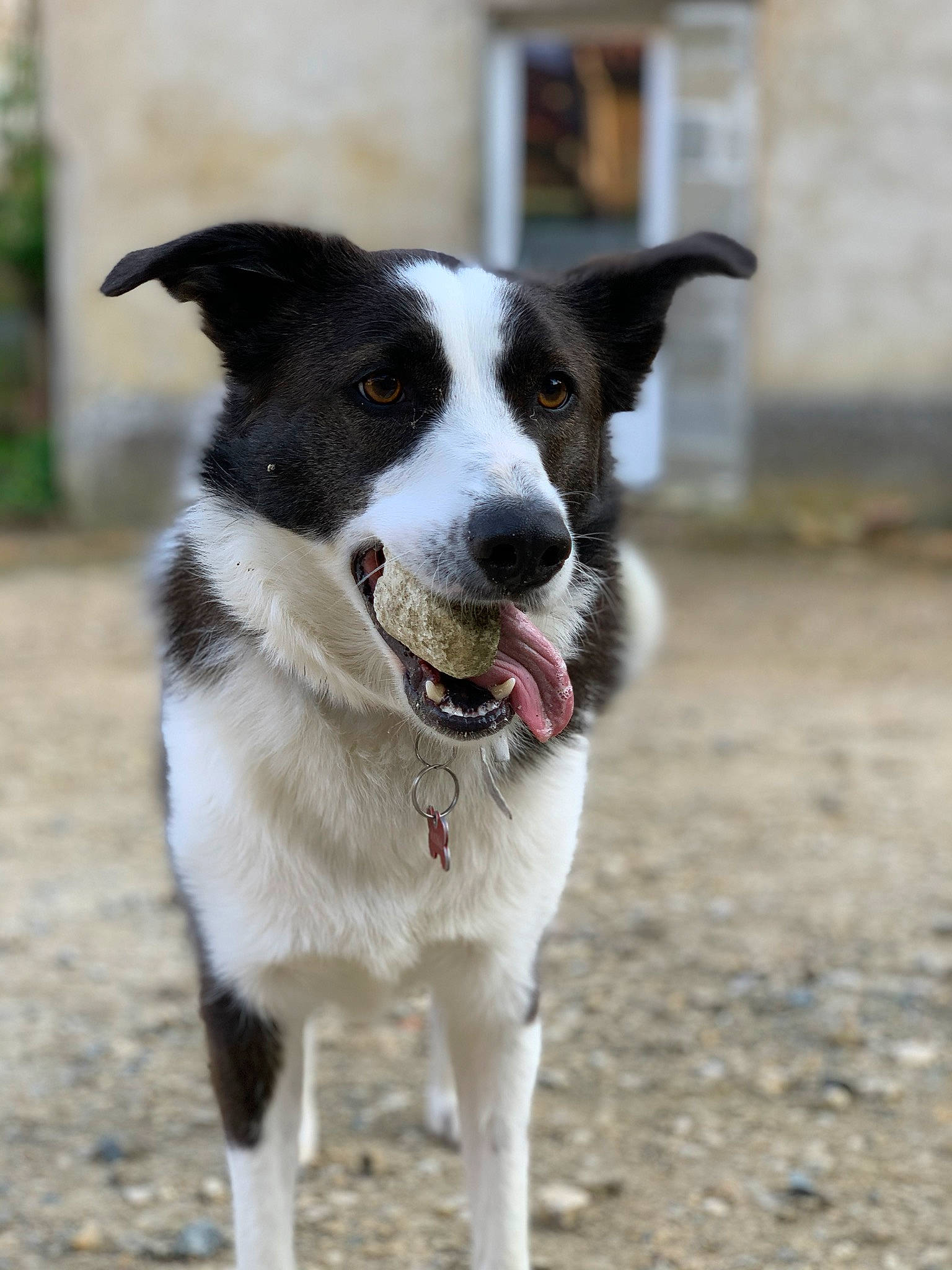 Maïna participe au concours pour gagner de l'argent avec cette photo : australian_collie, border_collie, canaan_dog, canidae, carnivore, dog, dog_breed, herding_dog, karelian_bear_dog, mammal, mcnab, rare_breed_dog, snout, sporting_group, vertebrate, welsh_sheepdog