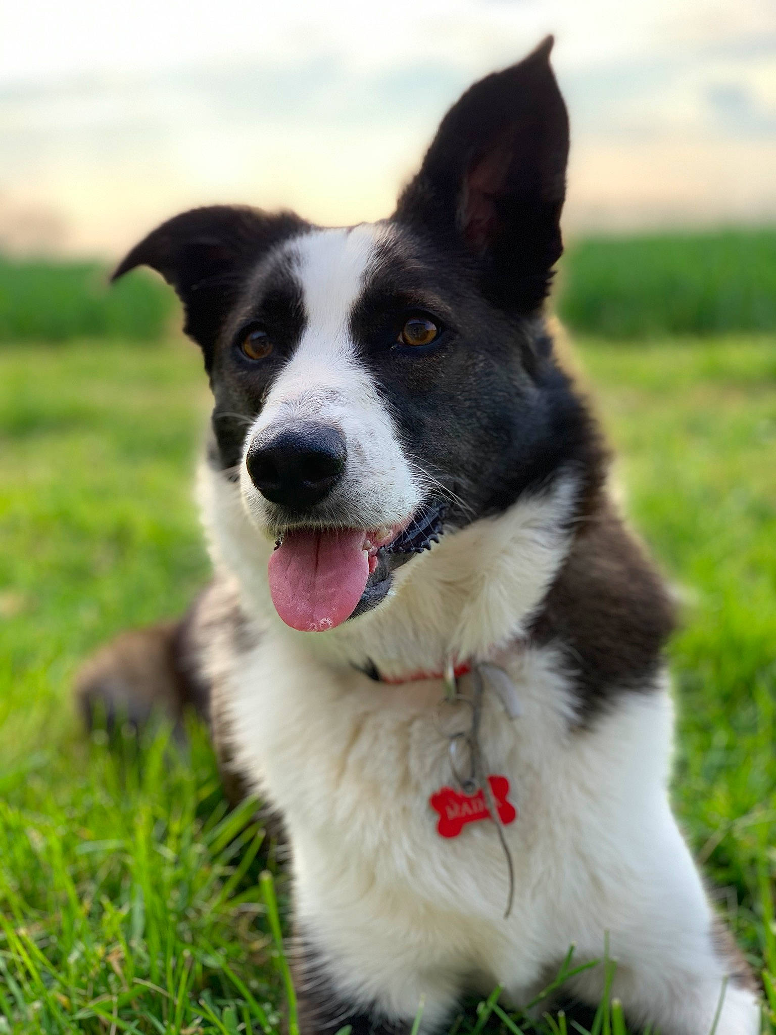 Maïna participe au concours pour gagner de l'argent avec cette photo : australian_collie, border_collie, canidae, carnivore, companion_dog, dog, dog_breed, grass, mammal, plant, rare_breed_dog, snout, vertebrate