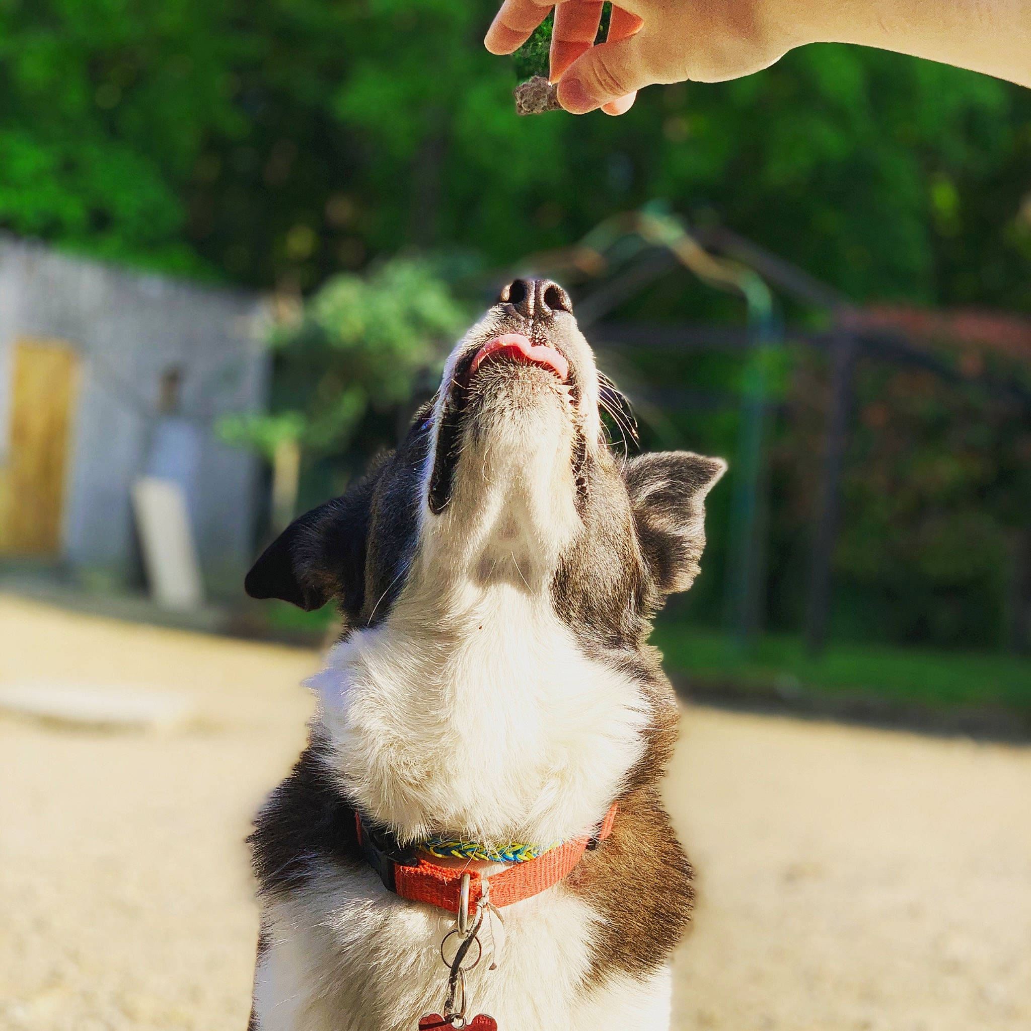 Maïna participe au concours pour gagner de l'argent avec cette photo : australian_shepherd, border_collie, canidae, carnivore, dog, dog_breed, leash, siberian_husky, snout, sporting_group, working_dog