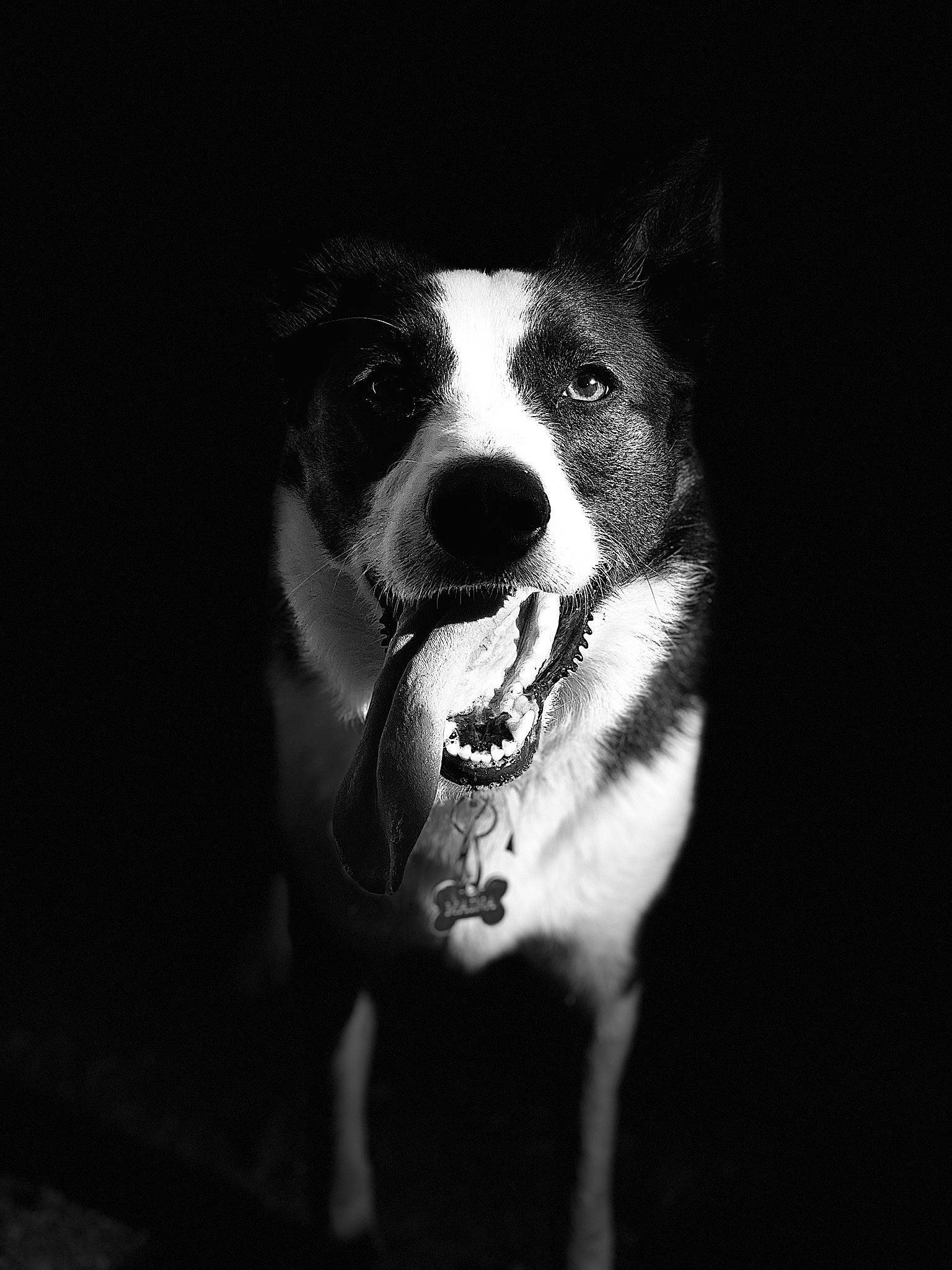 Maïna a rejoint le concours — aidez-le/la à gagner de superbes lots ! black, black_and_white, border_collie, canidae, carnivore, dog, dog_breed, eye, mammal, monochrome, monochrome_photography, nose, snout, style, whiskers