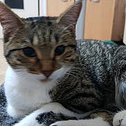 Chouquette a rejoint le concours — aidez-le/la à gagner de superbes lots ! aegean_cat, cat, cat_like_mammal, domestic_short_haired_cat, dragon_li, european_shorthair, fauna, fur, kitten, small_to_medium_sized_cats, tabby_cat, whiskers