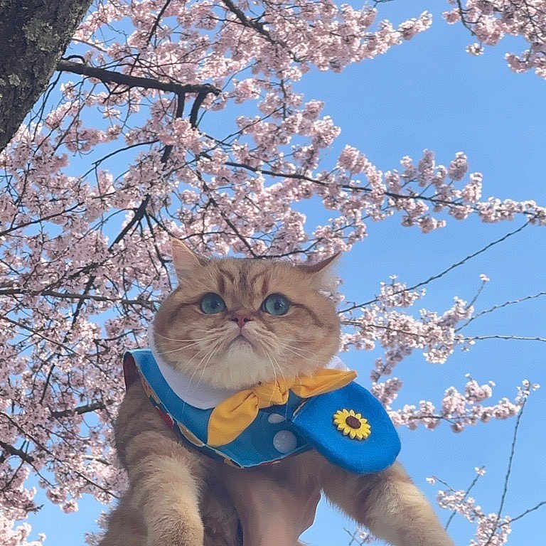 Aki