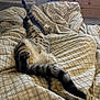 Dewey a rejoint le concours — aidez-le/la à gagner de superbes lots ! cat, tabby, bed, blanket, patterned, stretching, relaxed, indoor, feline, paws, fur, cozy, sleeping, resting, domestic_animal, animal, pet, bedroom, wooden_furniture, comfort