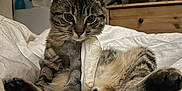 Dewey a rejoint le concours — aidez-le/la à gagner de superbes lots ! cat, tabby, pet, bandage, indoor, blanket, furniture, wooden_dresser, television, curious, feline, paw, resting, cozy, cute, home, animal, domestic, soft, relaxed