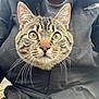 Dewey participe au concours pour gagner de l'argent avec cette photo : cat, tabby_cat, whiskers, yellow_eyes, beard, jacket, black_jacket, person, outdoor, close_up, pet, animal, curious, portrait, feline, face, clothing, texture, head, funny