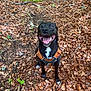 Moriaz participe au concours pour gagner de l'argent avec cette photo : dog, black_dog, animal, pet, harness, forest, leaves, outdoor, nature, smiling, happy, sitting, tongue_out, moss, tree_stump, ground, wildlife, daylight, canine, cute