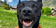 Moriaz a rejoint le concours — aidez-le/la à gagner de superbes lots ! dog, black_dog, smiling, grass, outdoor, blue_sky, clouds, mountain, harness, nature, happy, pet, close_up, animal, canine, sunny, field, greenery, daytime, landscape