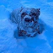 Moriaz a rejoint le concours — aidez-le/la à gagner de superbes lots ! dog, snow, outdoor, winter, animal, pet, frost, cold, fur, nature, canine, snow_covered, playful, winter_climate, animal_portrait, snowy_ground, cute, mammal, winter_fun, frozen