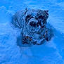 dog, snow, outdoor, winter, animal, pet, frost, cold, fur, nature, canine, snow_covered, playful, winter_climate, animal_portrait, snowy_ground, cute, mammal, winter_fun, frozen