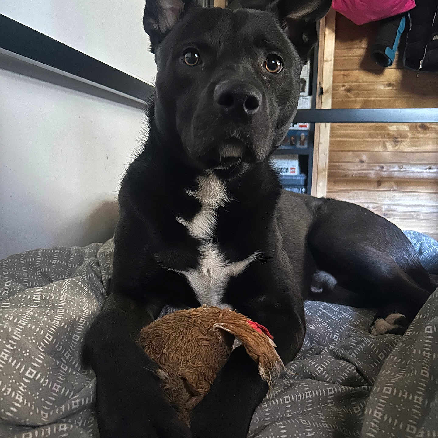 Moriaz participe au concours pour gagner de l'argent avec cette photo : animal, black_dog, blanket, comfort, companion, cozy, cute, dog, ears, face, fur, home, indoor, looking, paws, pet, plush_toy, resting, toy, wooden_wall