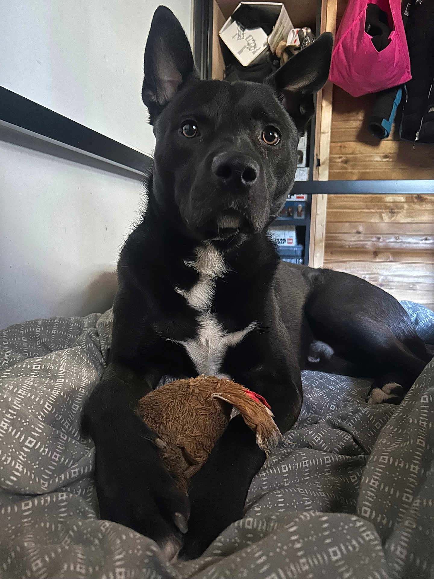 Moriaz participe au concours pour gagner de l'argent avec cette photo : dog, black_dog, pet, indoor, blanket, plush_toy, wooden_wall, cozy, animal, fur, ears, paws, resting, cute, companion, home, comfort, looking, face, toy