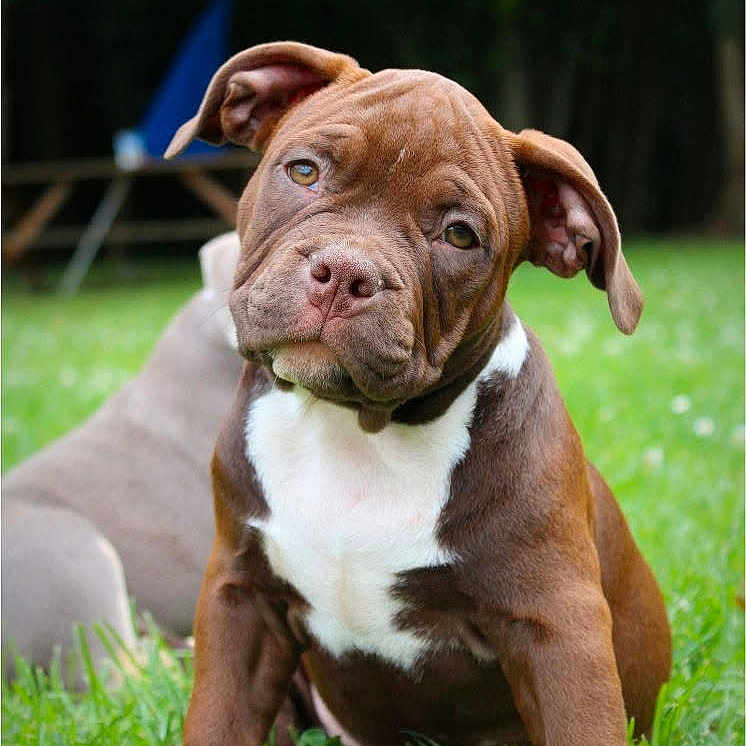Vanya participe au concours pour gagner de l'argent avec cette photo : animal, brown, closeup, cute, dog, domestic_animal, ears, fur, grass, green, head_tilt, nature, nose, outdoor, pet, playful, puppy, sitting, white, young