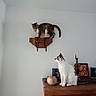 cat, cats, pet, animal, tabby_cat, white_cat, indoor, home, furniture, wooden_cabinet, wall, candle_holder, candles, window, framed_photograph, ornament, sitting, standing, looking_up, funny