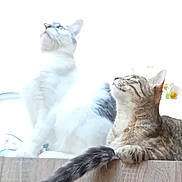 Zouzou Zouzoupette participe au concours pour gagner de l'argent avec cette photo : cat, cats, feline, pet, sitting, ledge, indoors, white_cat, tabby_cat, fluffy_tail, animal, whiskers, ears, looking_up, profile, flower, window, bright_light, home, companionship