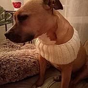 Osanna participe au concours pour gagner de l'argent avec cette photo : dog, brown_dog, knitted_collar, furniture, blanket, indoor, pet, cozy, fur, sitting, warm_lighting, home_decor, plant, table, relaxed, side_view, animal, canine, comfort, soft_texture