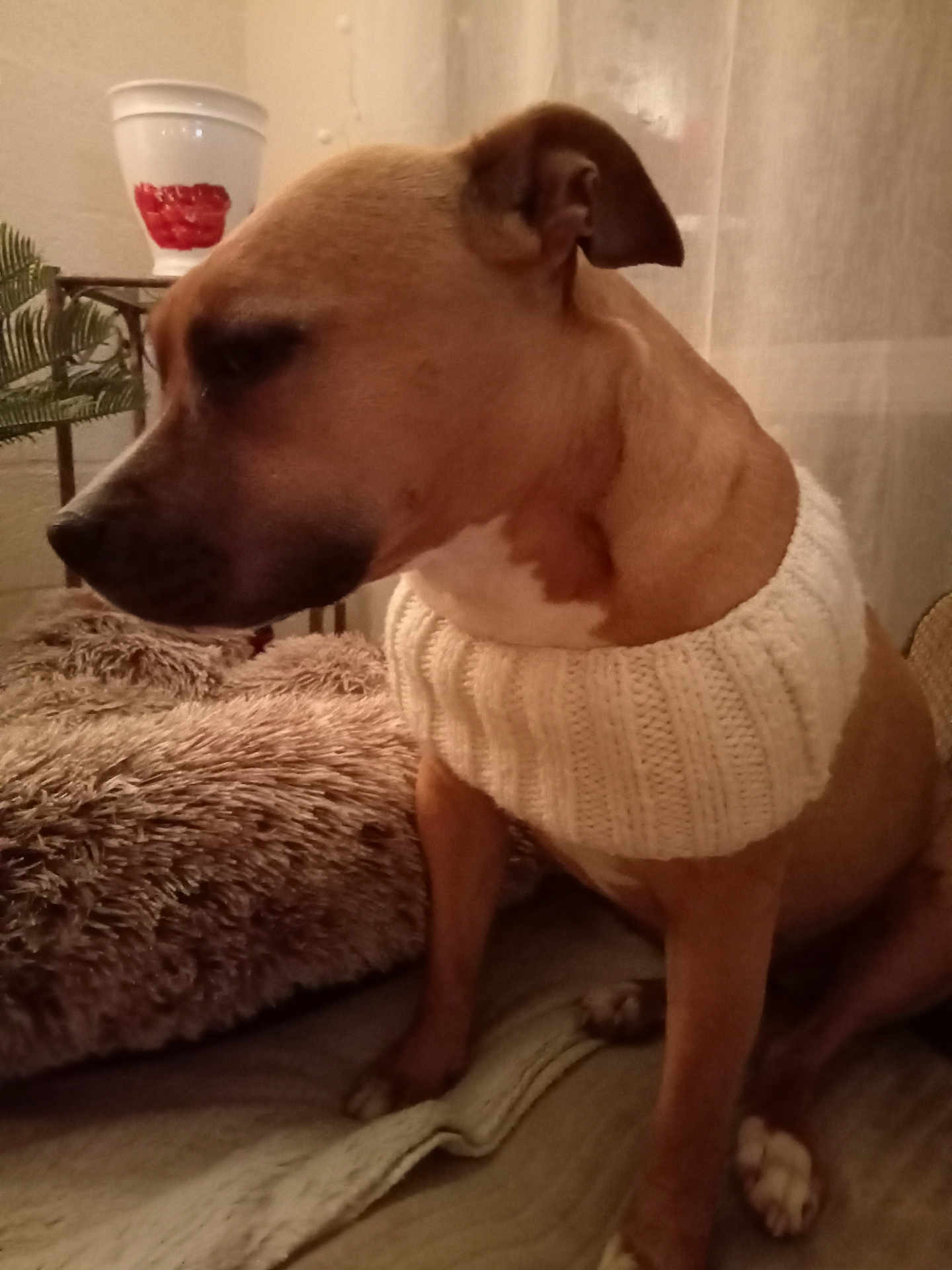 Osanna participe au concours pour gagner de l'argent avec cette photo : dog, brown_dog, knitted_collar, furniture, blanket, indoor, pet, cozy, fur, sitting, warm_lighting, home_decor, plant, table, relaxed, side_view, animal, canine, comfort, soft_texture