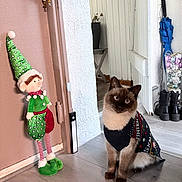 Charly a rejoint le concours — aidez-le/la à gagner de superbes lots ! cat, siamese_cat, sweater, holiday_clothing, indoor, wooden_floor, elf_doll, decor, boots, umbrella, plant, door, wall, flooring, pet, animal, cute, festive, christmas, toy
