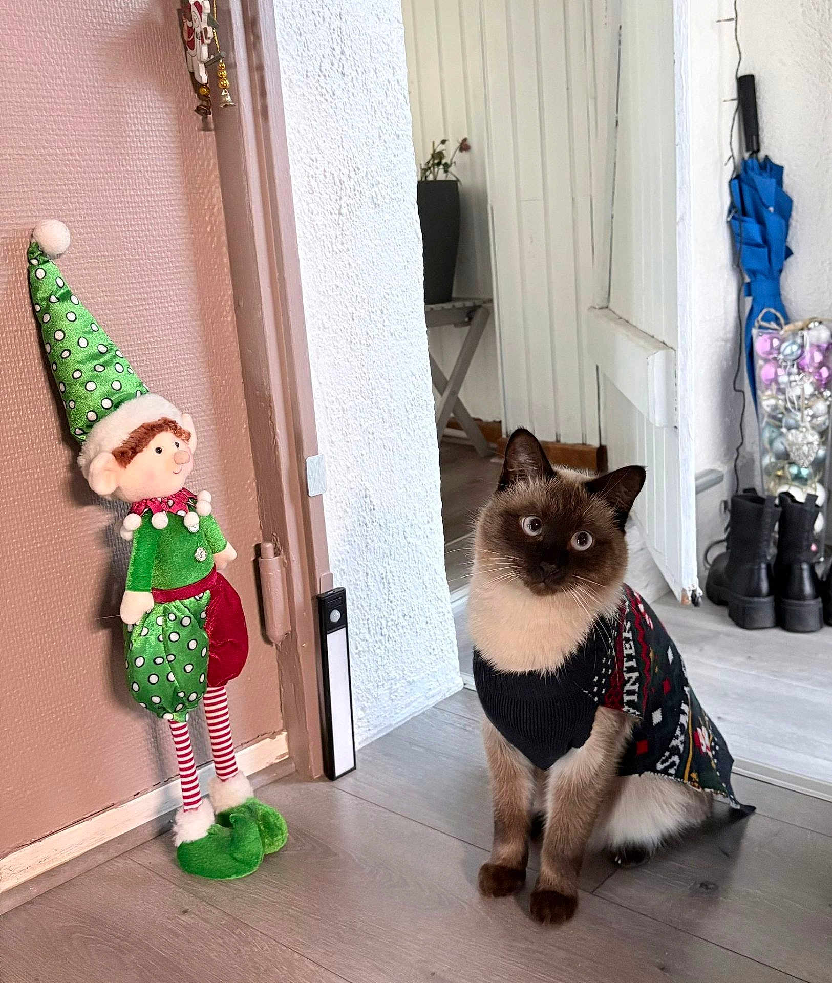 Charly a rejoint le concours — aidez-le/la à gagner de superbes lots ! cat, siamese_cat, sweater, holiday_clothing, indoor, wooden_floor, elf_doll, decor, boots, umbrella, plant, door, wall, flooring, pet, animal, cute, festive, christmas, toy