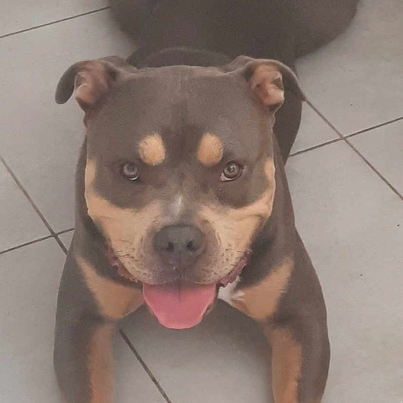 Otto participe au concours pour gagner de l'argent avec cette photo : accessories, animal, bodypart, bostonbull, boxer, bulldog, canine, cat, dog, frenchbulldog, hound, husky, indoors, mouth, person, pet, pitbull, puppy, snout, strap