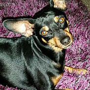 Dexter joined the competition — help win amazing prizes! dog, pet, black_coat, tan_markings, large_ears, lying_down, purple_rug, shaggy_rug, indoor, curious, mischievous, animal, canine, fur, paw, looking_at_camera, close_up, companion, domestic_animal, cute