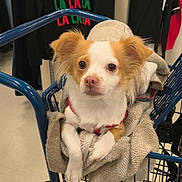 Karmella is registered to the contest to win money with this photo: animal, blanket, clothing, cozy, curious, cute, dog, ears, floor, fur, hanger, indoor, pet, rack, red_harness, retail, shopping_cart, small_dog, store, white_and_brown