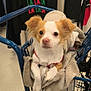 animal, blanket, clothing, cozy, curious, cute, dog, ears, floor, fur, hanger, indoor, pet, rack, red_harness, retail, shopping_cart, small_dog, store, white_and_brown