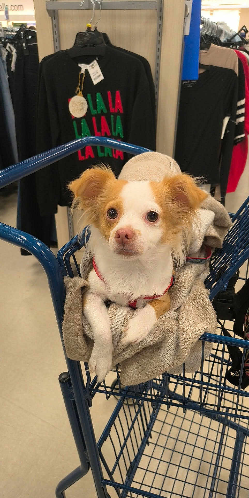 Karmella is registered to the contest to win money with this photo: animal, blanket, clothing, cozy, curious, cute, dog, ears, floor, fur, hanger, indoor, pet, rack, red_harness, retail, shopping_cart, small_dog, store, white_and_brown