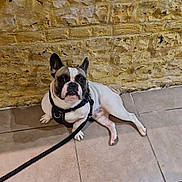 Thao a rejoint le concours — aidez-le/la à gagner de superbes lots ! animal, black_and_white, brick_wall, companion, curious, cute, dog, domestic_animal, ears_up, floor, french_bulldog, harness, indoor, leash, looking_up, pet, resting, small_dog, tile, wall