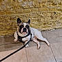 animal, black_and_white, brick_wall, companion, curious, cute, dog, domestic_animal, ears_up, floor, french_bulldog, harness, indoor, leash, looking_up, pet, resting, small_dog, tile, wall