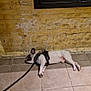 Thao a rejoint le concours — aidez-le/la à gagner de superbes lots ! animal, black_harness, canine, dog, ears, floor, french_bulldog, indoor, leash, lying_down, mailbox, paw, pet, resting, sleeping, snout, tile, tiled_floor, wall, yellow_brick_wall