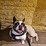 Thao participe au concours pour gagner de l'argent avec cette photo : animal, brick_wall, companion, cute, dog, domestic, ears_up, french_bulldog, happy, harness, indoor, leash, looking_up, pet, shadow, sitting, smiling, tile_floor, tongue_out, yellow_wall