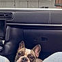 animal, canine, car_interior, closeup, companion, cute, dog, domestic_animal, french_bulldog, friendly, happy, inside, jeans, looking_up, pet, portrait, seated, smiling, tongue_out, vehicle