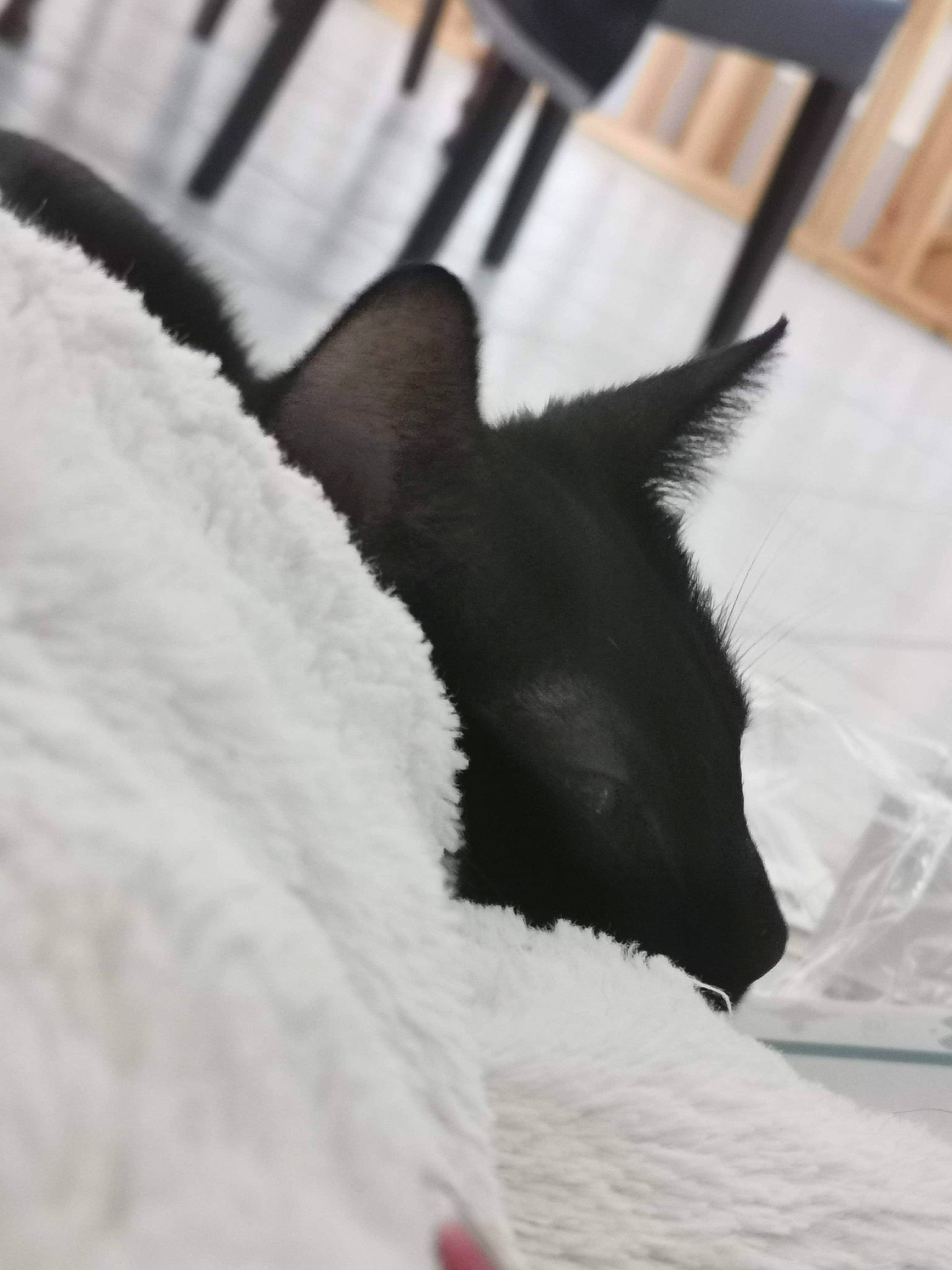 Salem participe au concours pour gagner de l'argent avec cette photo : canidae, ear, fur, non_sporting_group, puppy, snow, tail, winter