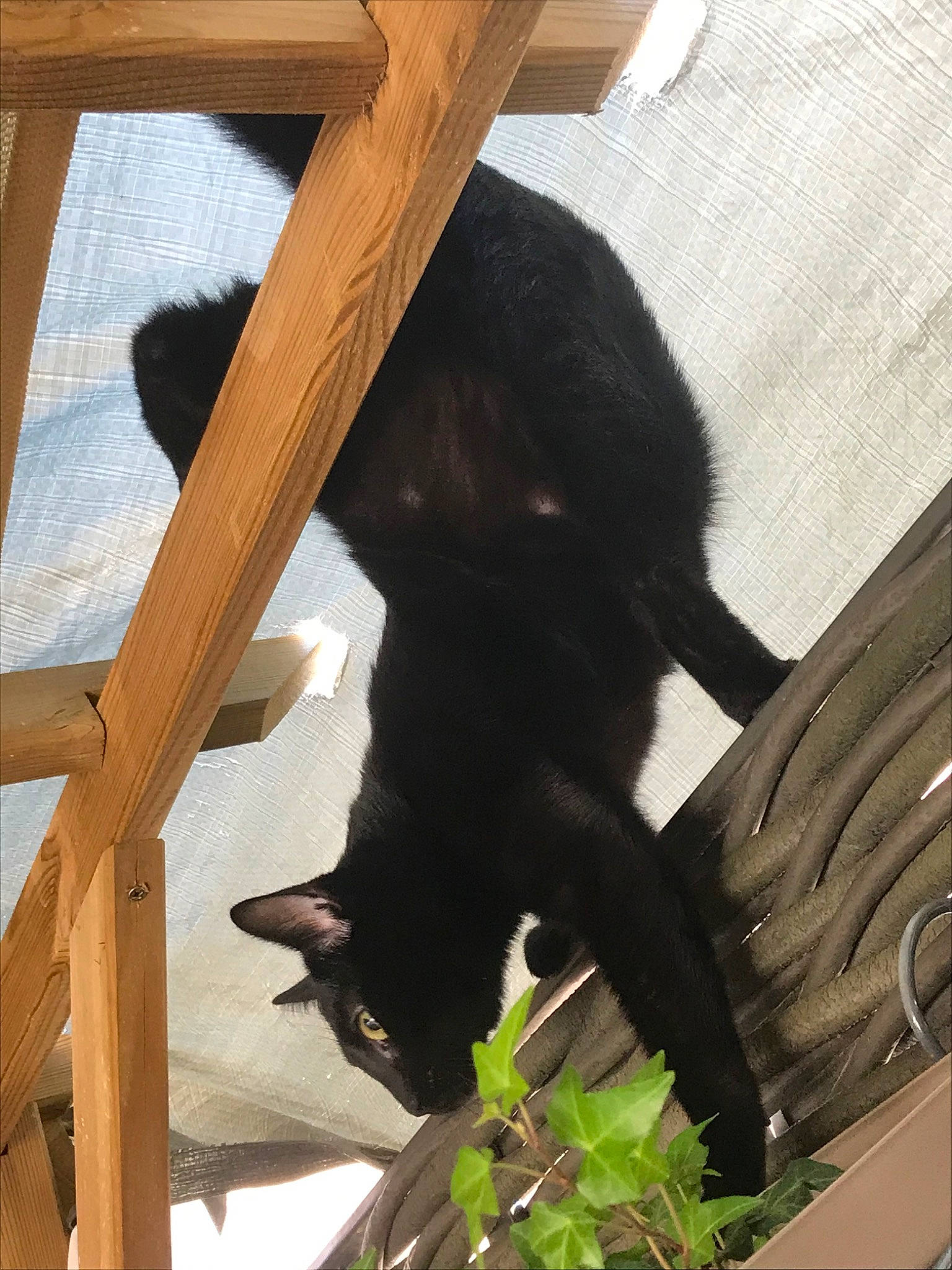 Salem a rejoint le concours — aidez-le/la à gagner de superbes lots ! black_cat, carnivore, cat, felidae, fur, plant, small_to_medium_sized_cats, tail