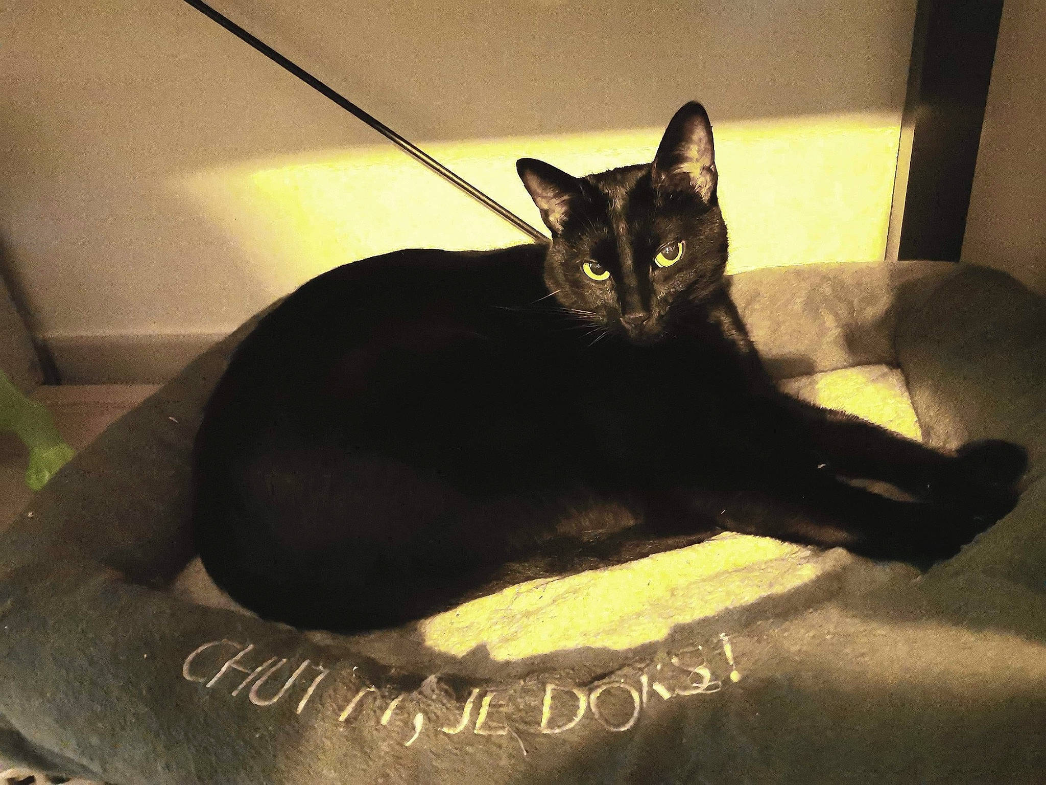 Salem participe au concours pour gagner de l'argent avec cette photo : asian, black, black_cat, bombay, burmese, carnivore, cat, domestic_short_haired_cat, ear, eye, felidae, sky, small_to_medium_sized_cats, tail, whiskers