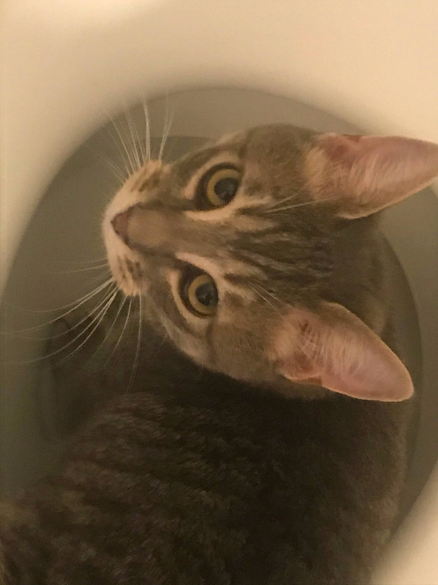 Salem participe au concours pour gagner de l'argent avec cette photo : carnivore, cat, domestic_short_haired_cat, felidae, kitten, small_to_medium_sized_cats, snout, tabby_cat, whiskers