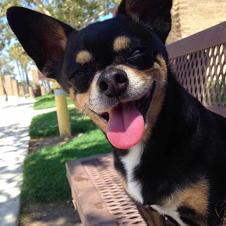 Bair Bair is registered to the contest to win money with this photo: bench, black_fur, brown_fur, canine, daytime, dog, ears, grass, happy, nature, outdoor, park, pet, sidewalk, small_dog, smiling, sunny, tongue_out, tree, white_fur