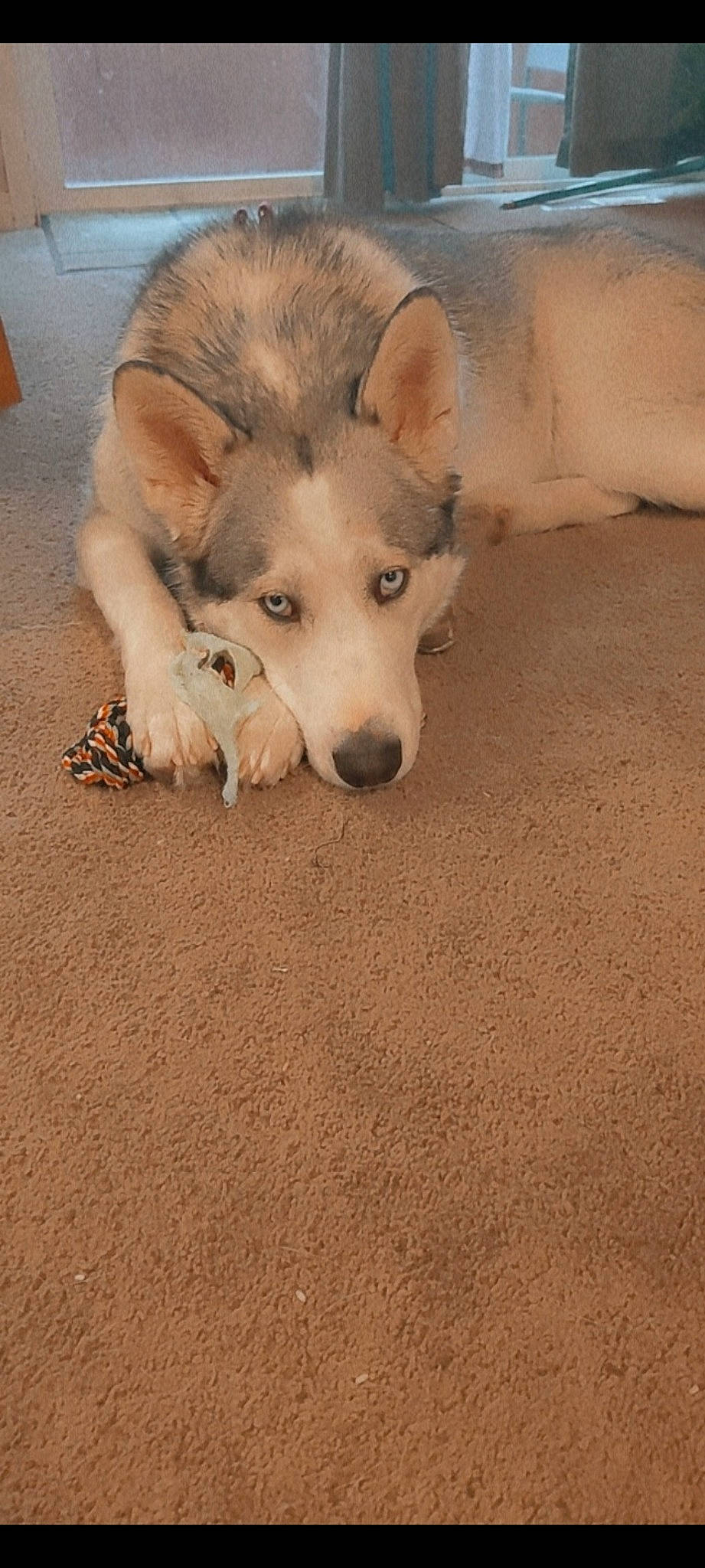 Stormy joined the competition — help win amazing prizes! carnivore, companion_dog, dog, dog_breed, fawn, flooring, foot, fur, paw, road_surface, shadow, soil, sporting_group, street_dog, tail, terrestrial_animal, whiskers, wood, working_animal, working_dog