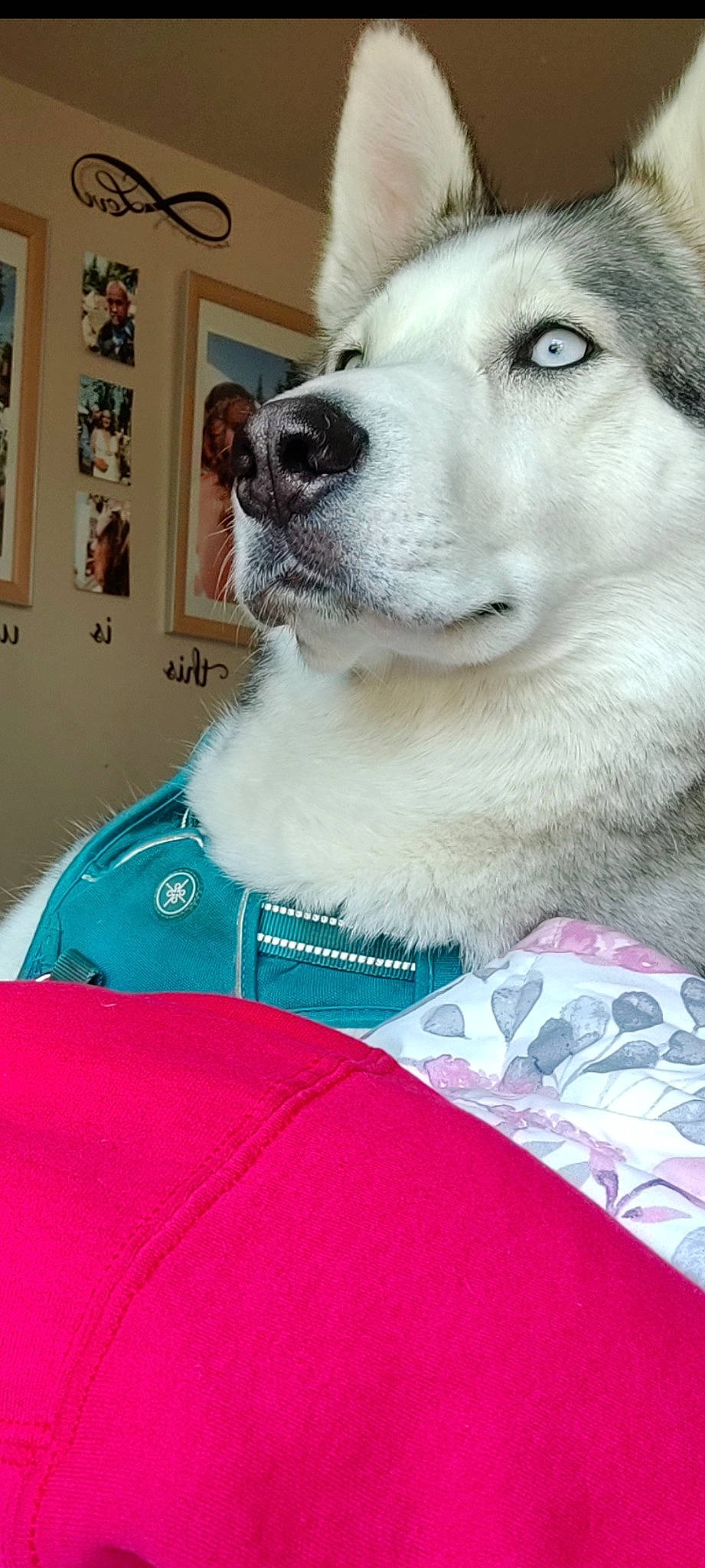 Stormy joined the competition — help win amazing prizes! ancient_dog_breeds, canidae, carnivore, collar, companion_dog, dog, dog_breed, dog_collar, fawn, fur, happy, magenta, non_sporting_group, pet_supply, picture_frame, snout, sporting_group, whiskers, working_animal, working_dog